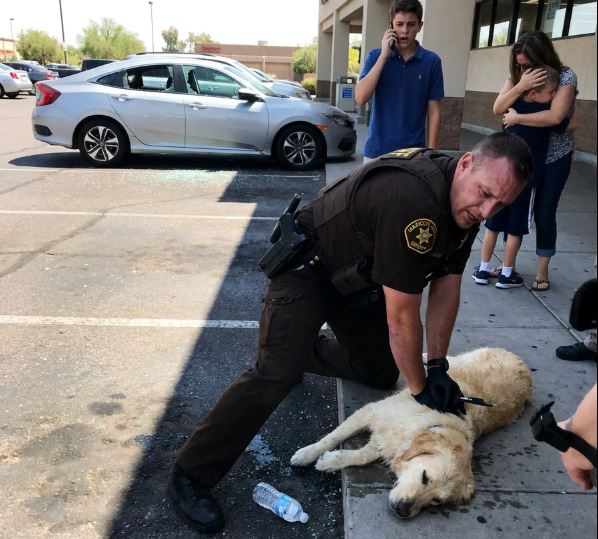 Egy 40 fokos délutánon a szolgálati ablakbetörővel betörtem egy Honda Civic utasoldali ablakát, és kihúztam belőle egy Golden Retrievert egy Walgreens parkolójában.