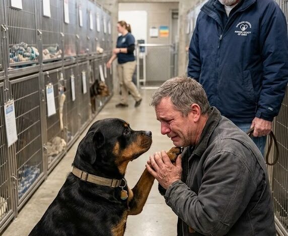 Egy magányos rottweiler öt évet töltött csendben fekve egy menhelyi ketrecben — nem is sejtve, hogy sosem hagyta abba a várakozást, amíg egy férfi be nem lépett, és halkan a nevén nem szólította
